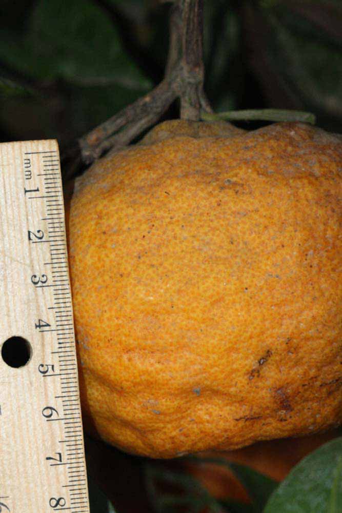            Fruit (Riverside, CA)   